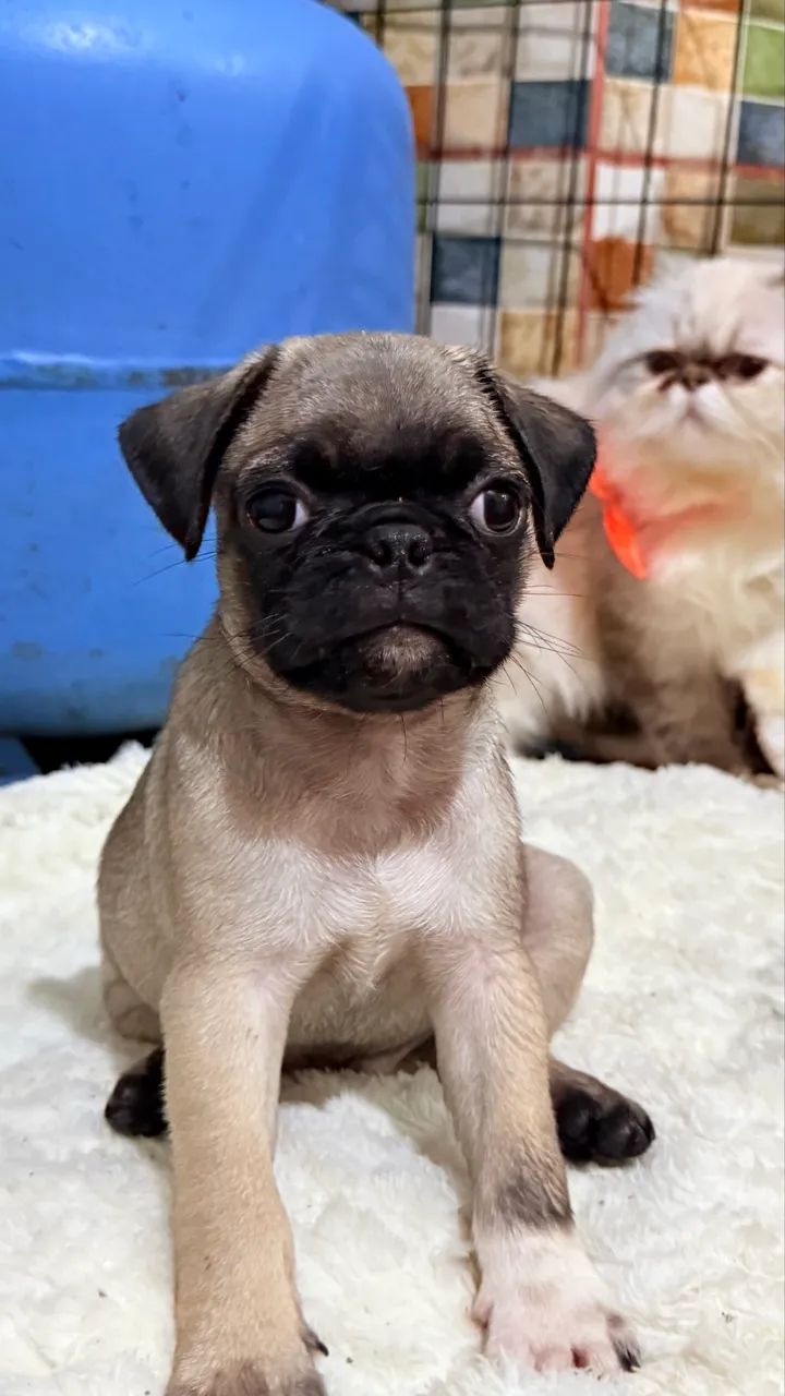 Pug disponível  - Foto 5