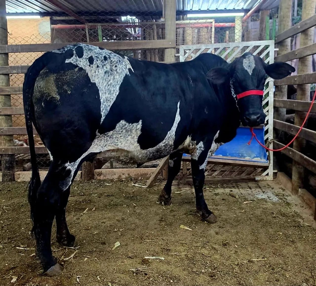 Vaca girolanda  - Foto 2