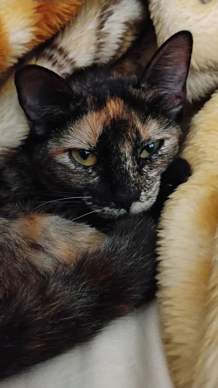 Doando gatinhas de 9 meses