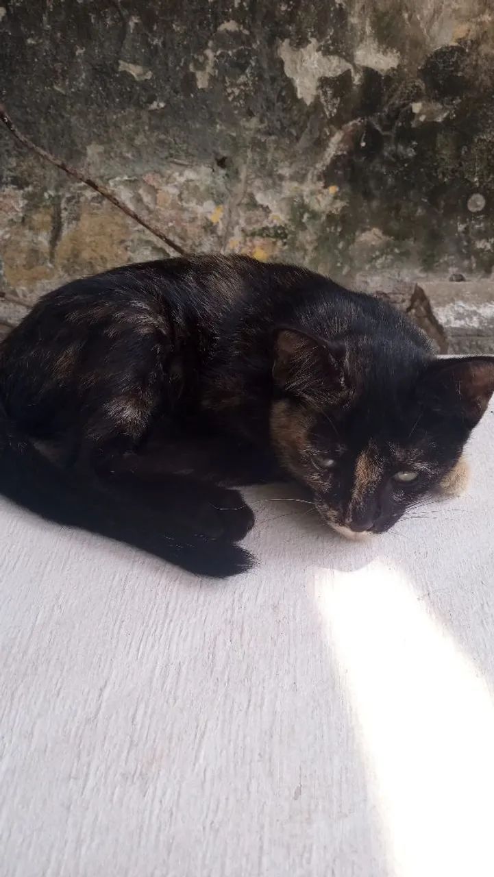 Gata pra doação  - Foto 3