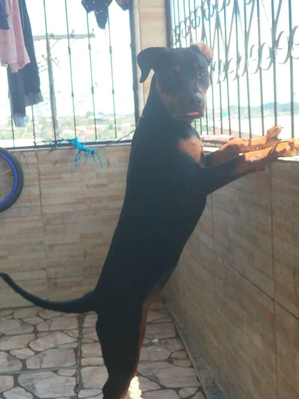 Rottweiler cio