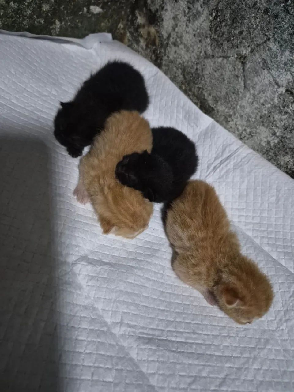 Gatinhos laranjas e pretos
