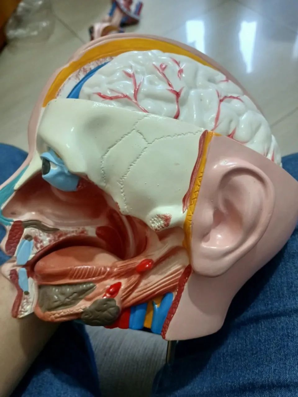 Modelo Anatômico Torso Humano Bissexual 85cm Anatomic (Desmontável)  - Foto 4