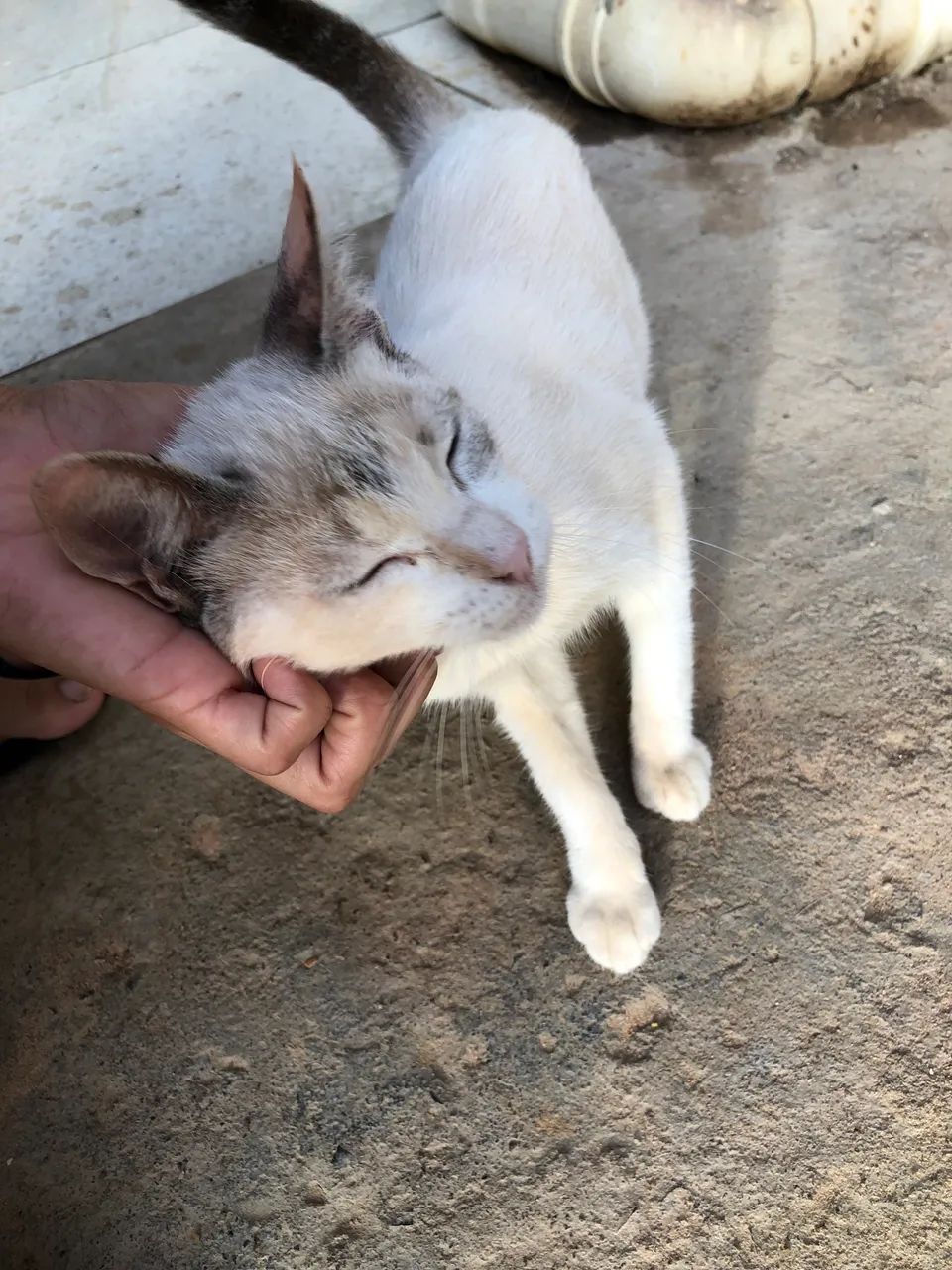 Gata para adoção 