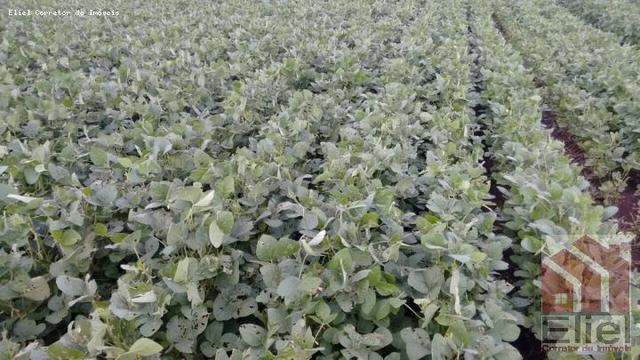 Fazenda Para Plantio de Grãos, Área Mecanizável - Foto 8