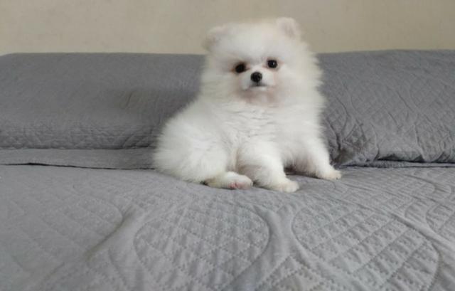 Spitz Poms macho creme excelente linhagem
