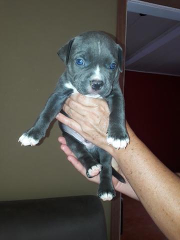 Filhotes de american bully topp!!!! - Foto 3