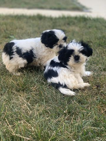 Shih tzu macho