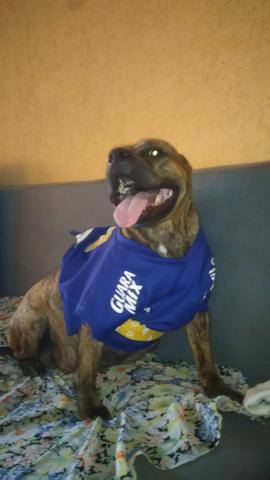 Filhote American Bully - Foto 5