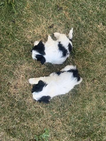 Shih tzu macho - Foto 2