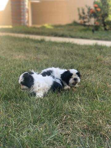 Shih tzu macho - Foto 3