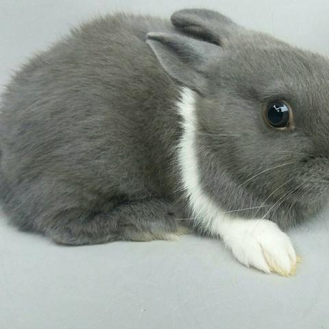 Filhotes de Mini Coelhos Holandês - Foto 2