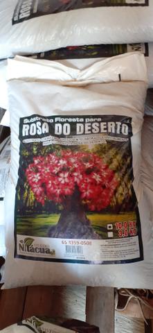 Rosas Do Deserto - Foto 5