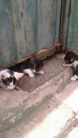 Adote um gatinho de rua - Foto 3