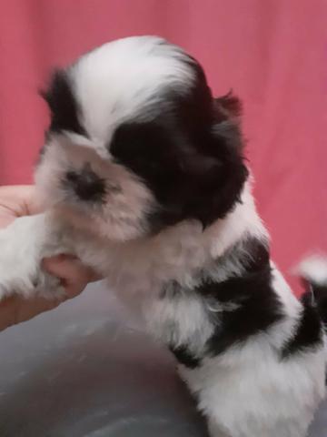 Incríveis babys shihtzus!! - Foto 2