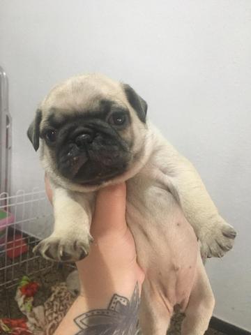 Filhotes de pug - Foto 2