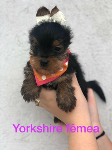 Filhotes de york femea - Foto 2