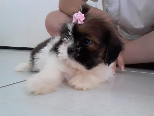 Lindas fêmeas de shih tzu mini - Foto 4