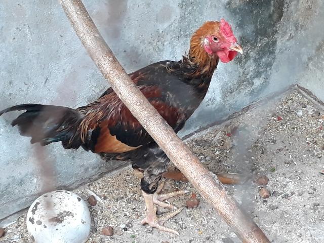 Galo - Foto 6