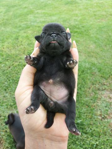 Belíssimos filhotes de Pug a venda.