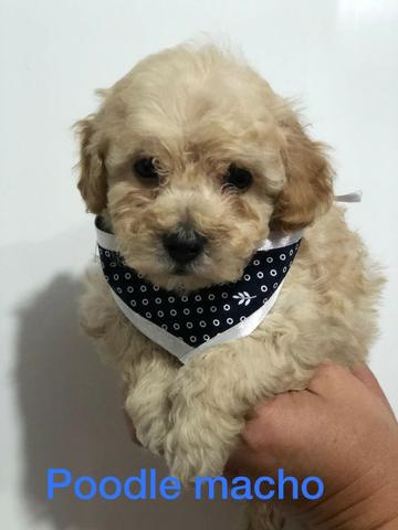 Filhotes de poodle machos