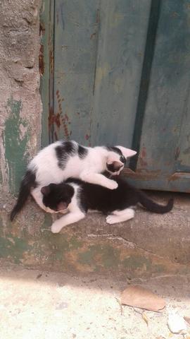 Adote um gatinho de rua - Foto 2