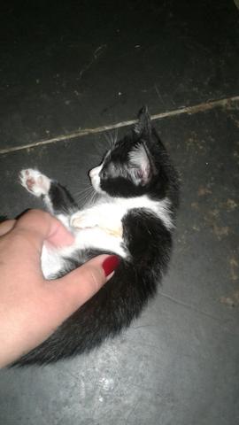 Adote um gatinho de rua