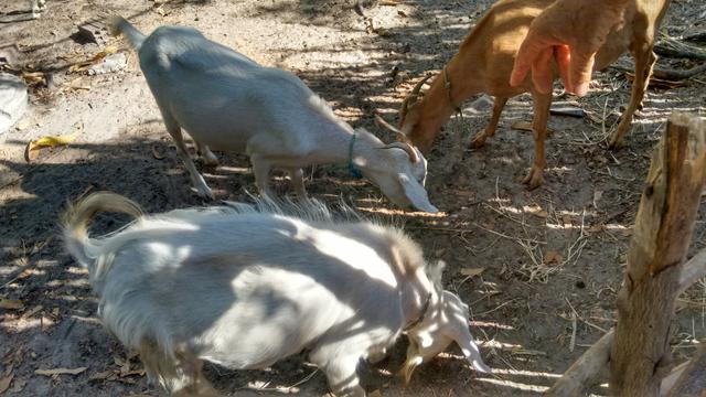Cabras e bode - Foto 5
