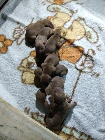 Filhotes pit bull - Foto 4