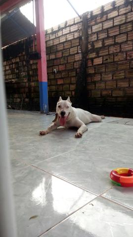 Pitbull - Foto 2