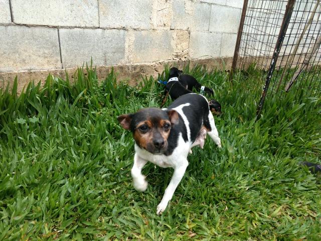 Fox Paulistinha X Pinscher Machinhos - Foto 4