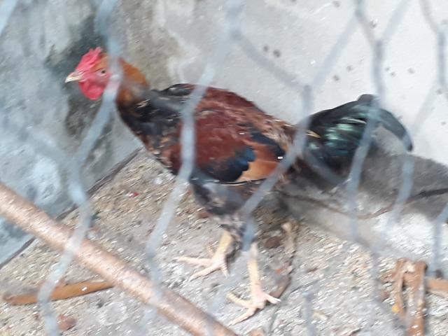 Galo
