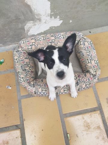 Doação de dog