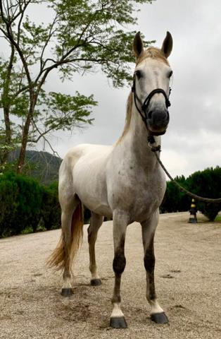 Mangalarga Marchador puro! Cavalo de presença, grande! Ideal para cavalgadas ou charrete!