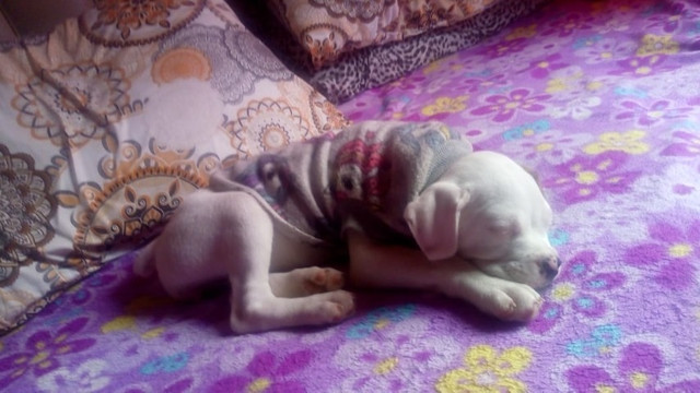 Filhote de boxer