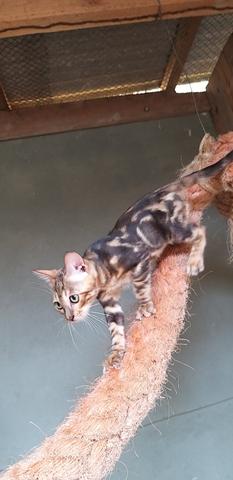 Bengal - Foto 4