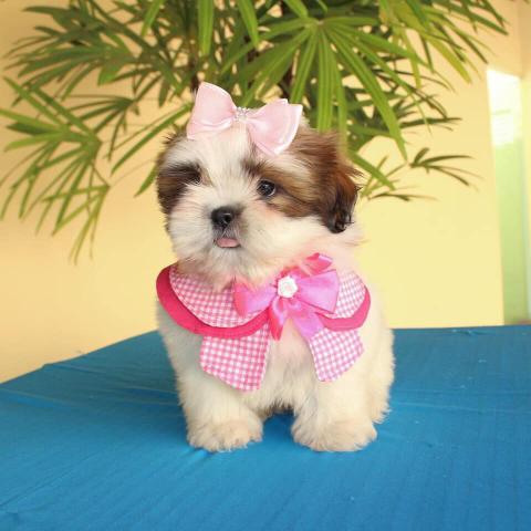 Lindos filhotes minis é micros com pedigree - Foto 6
