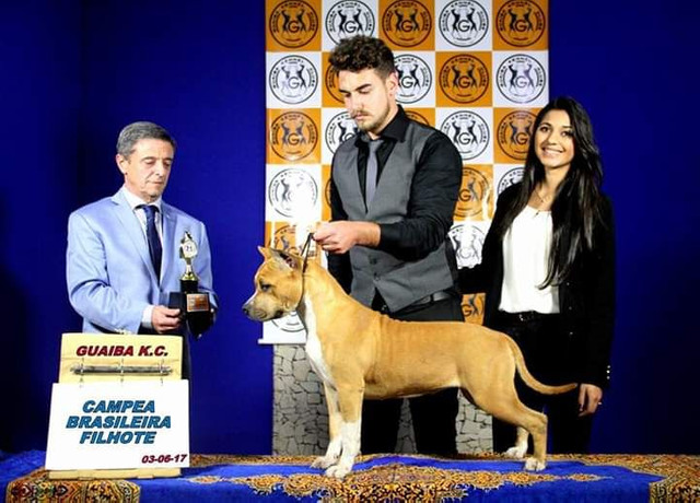 Invictos AST Kennel - American Staffordshire Terrier - Foto 4