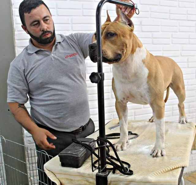 Invictos AST Kennel - American Staffordshire Terrier - Foto 2