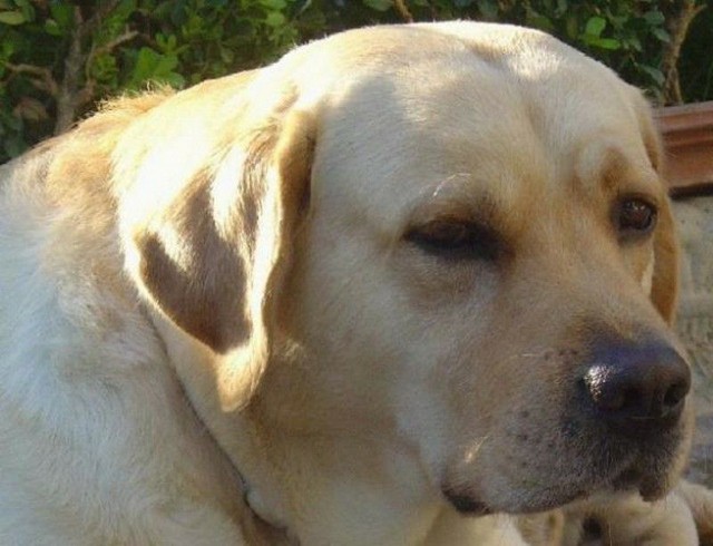Os mais charmosos filhotes de labrador esperando vc - Foto 3
