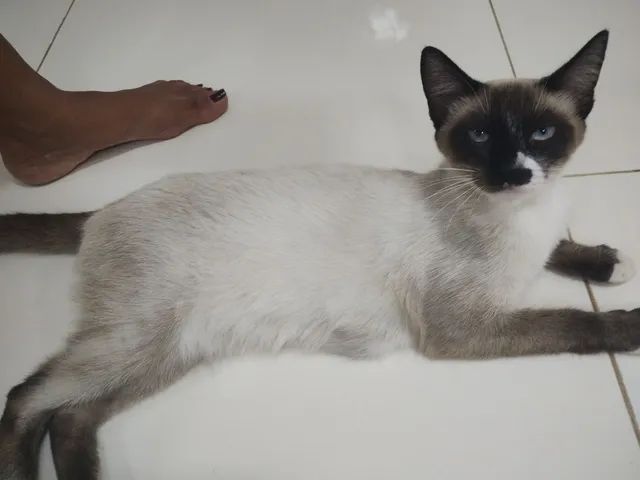 Gatinha para doação  - Foto 2