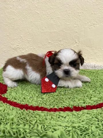 Filhotes de Shih tzu Lhasa - Cachorros e acessórios - Muribeca