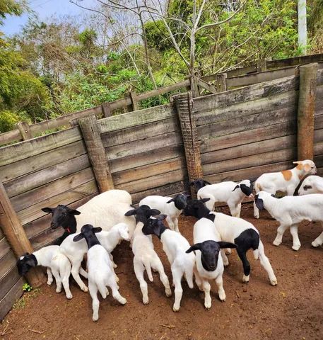 Venda de Borrega / Cordeiro