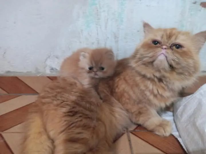 Filhotes persas vacinados - Foto 4