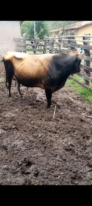 Touro Jersey top - Foto 3