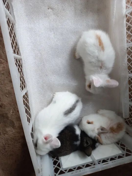 Minis lindos para presentear . - Foto 4