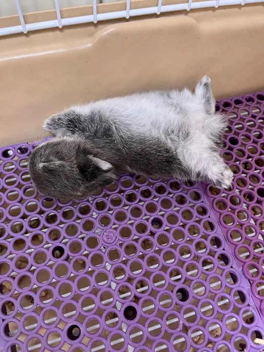 Coelho Netherland Dwarf 