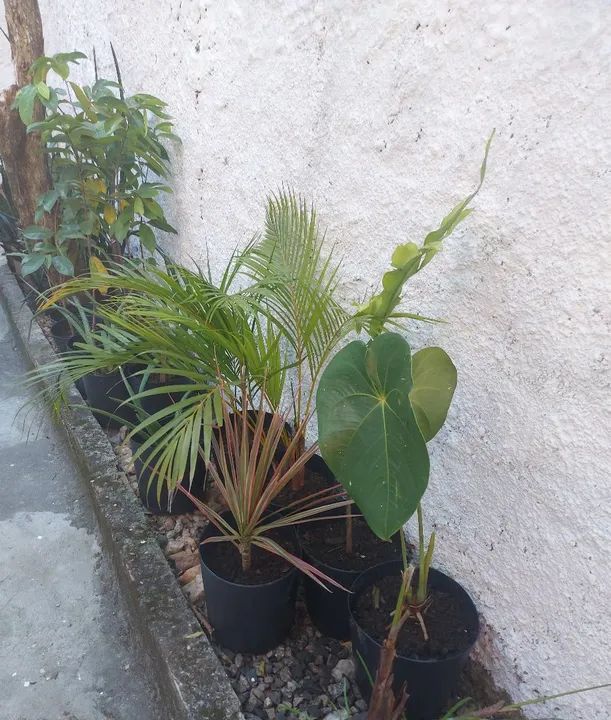 Mudas de plantas no vaso, mudas de orquídea pingo de ouro - leia a descrição 