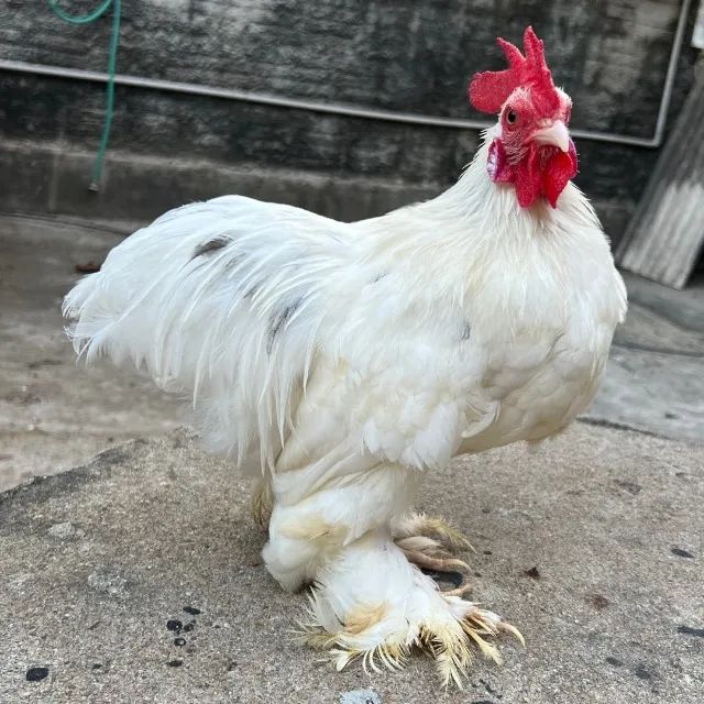 Casal mini cochin e mais 3 galos - Foto 5