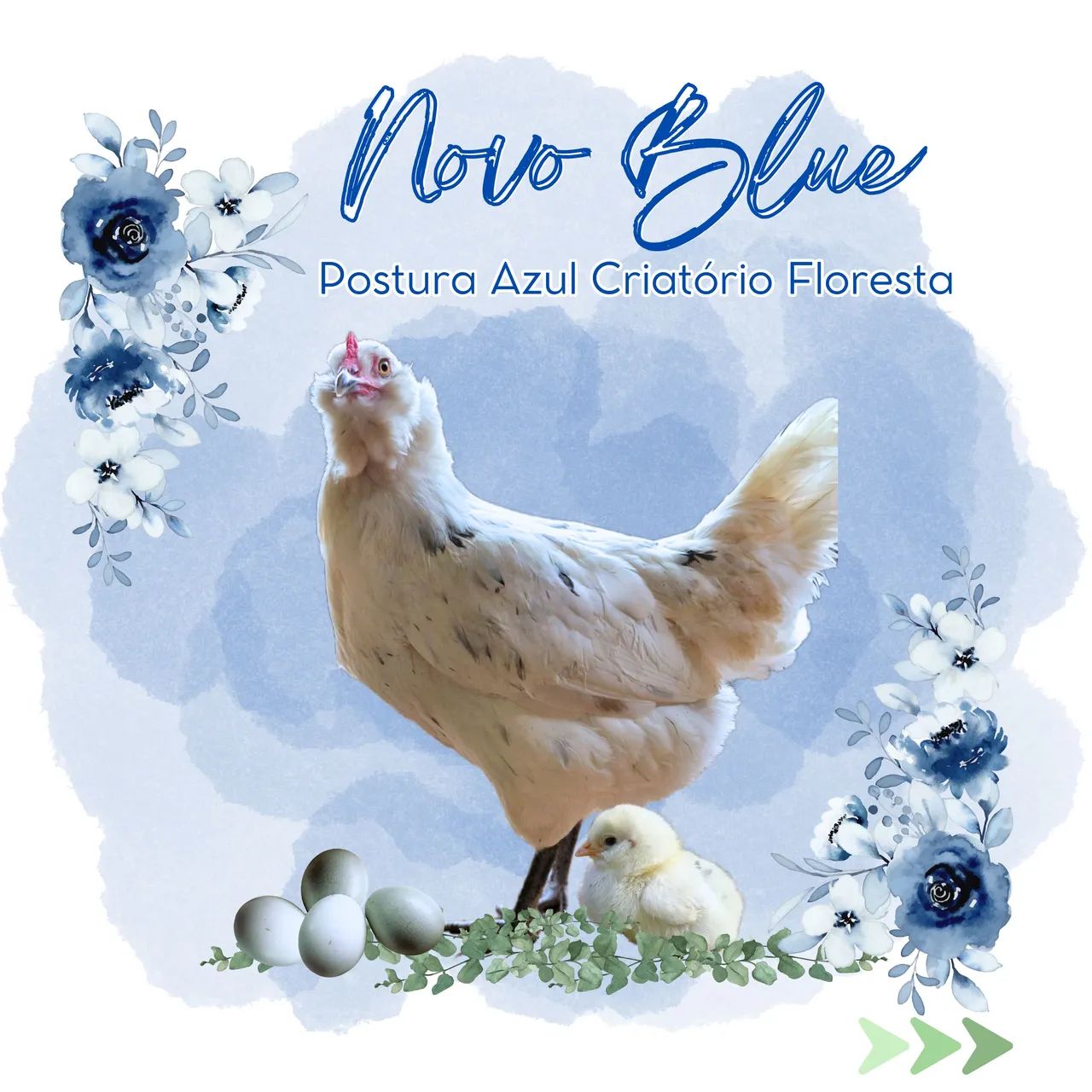 Poedeira Novo Blue (Ovo Azul)